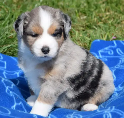 Berger Américain Miniature  Chiot N°4