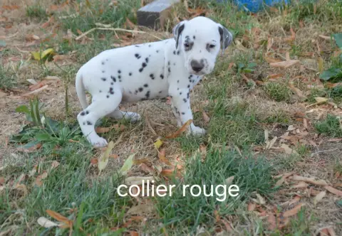 Dalmatien  Collier Rouge Des Hauts Templiers
