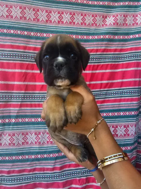Boxer  Chiot N°6 Du Soleil De L'Aurion photo 3