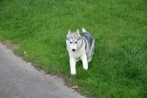 Siberian Husky  Chiot N°2 Des Legendes Du Triskel photo 2