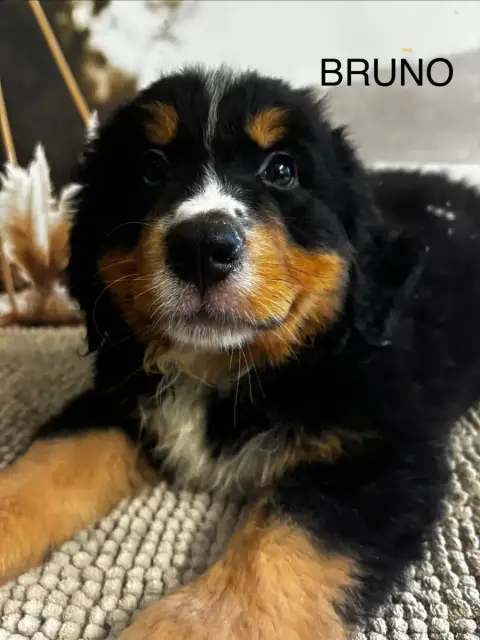 Bouvier Bernois 
                        Bruno De La  ed782