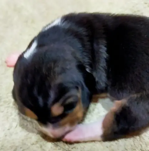 Basset Artesien Normand  Chiot N°9 Des Terres Du Doux 9481e photo 3
