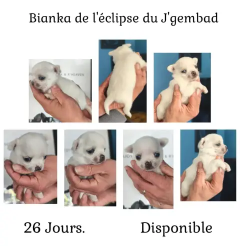 Chihuahua  Bianka De L'Eclipse Du J'Gembad