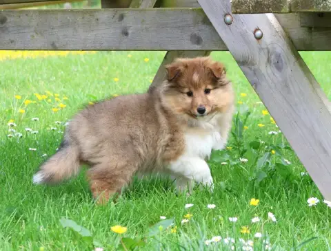 Shetland Sheepdog  Chiot N°1 Du Royaume De La Petite  2ad70 photo 3