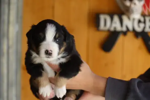 Berger Américain Miniature  Chiot 4 Des Gardians Des  a28c2