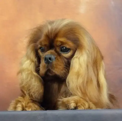 Cavalier King Charles Spaniel  Chiot N°1 Des Eternels bdbf2 photo 3