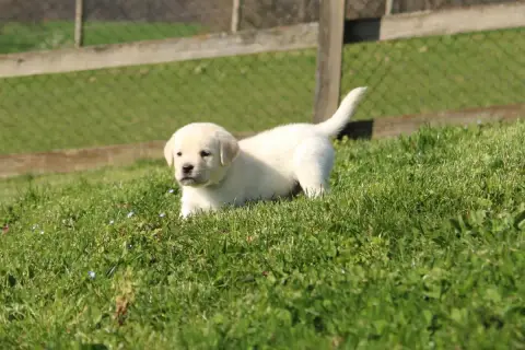 Labrador Retriever  Collier Vert Pomme Of The Little  cc545 photo 2