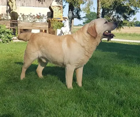 Labrador Retriever  Bambou Des Marais De Courmont photo 3