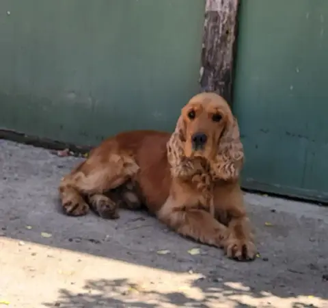 Cocker Spaniel Anglais photo 3