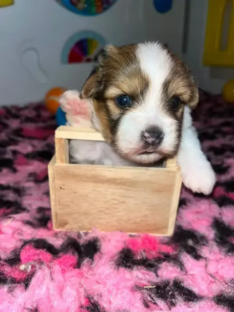 Coton De Tulear  Chiot N°1 De Jerrie Black