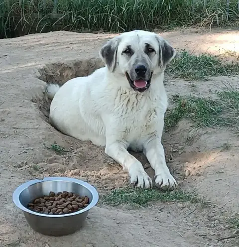 Berger Kangal  Bari- photo 2