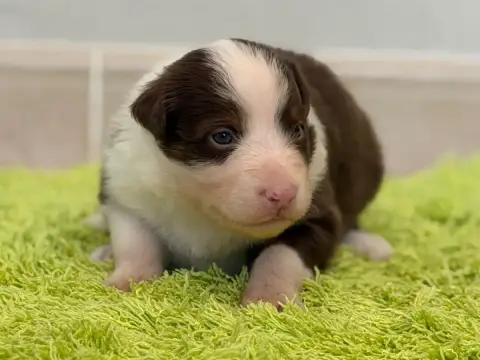 Berger Australien  Chiot 8 Au Royaume Des Jolies Perl bc341