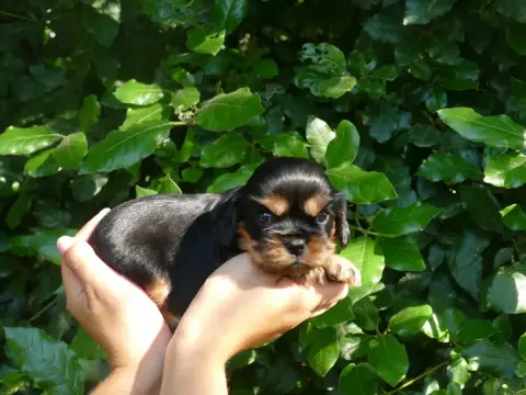 Cavalier King Charles Spaniel