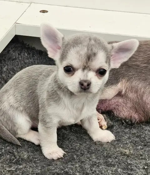 Chihuahua  Bulle De Ponflot