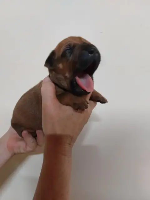 Rhodesian Ridgeback 
                        Collier  2876f photo 2