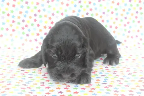 Cocker Spaniel Anglais photo 2