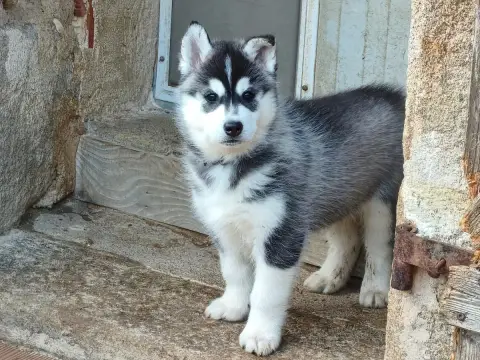 Siberian Husky  Artic Axis Living My Wildest Dreams fc555 photo 2