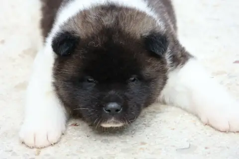 Akita Americain  Sans Collier Du Domaine D'Amserpa photo 3