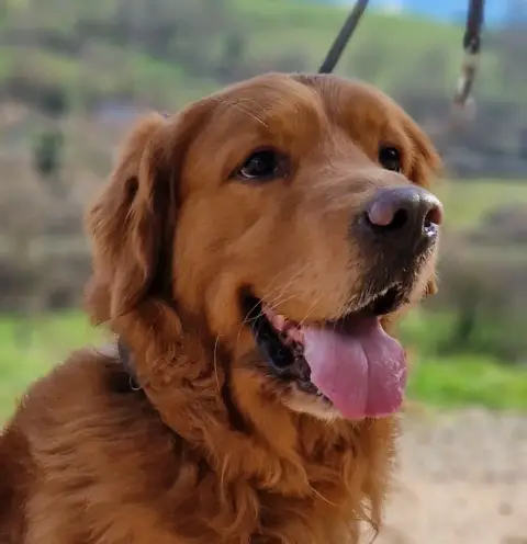 Golden Retriever  Chiot N°4 Du Domaine Du Goldheur photo 2