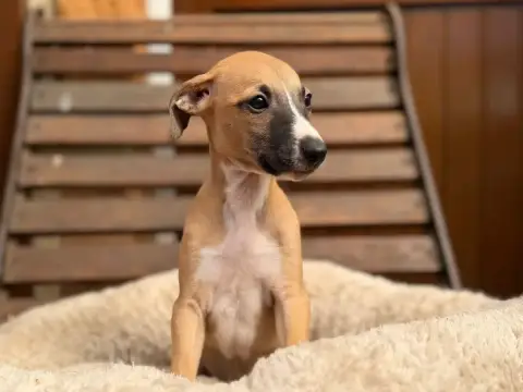 Whippet  Biscuit Blond Du Cèdre Enchanté photo 2