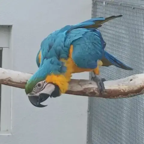 Perroquet Ara Ararauna