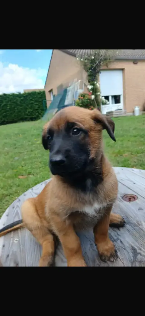 Berger Belge  Chiot N°1 Du Domaine Des Salysa photo 3