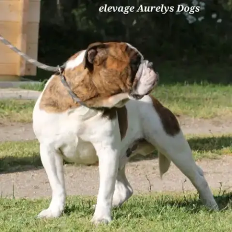 Jeune Bulldog Continental Lof