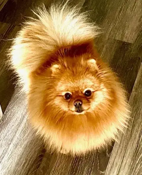 Spitz Allemand  Chiot N°1 Du Bois Des Amazones photo 2