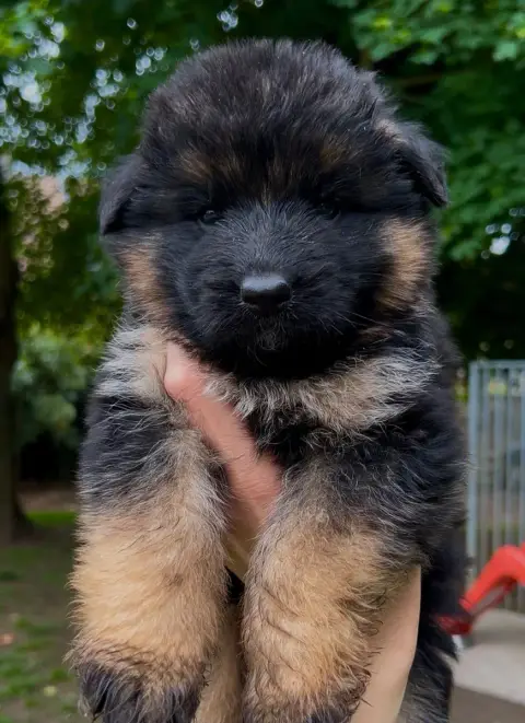 Berger Allemand  Male Poil Long Iii Von Haus Kenzy