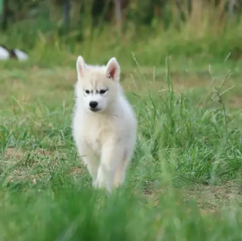 Siberian Husky  Chiot N°1 De Daybreak Northern
