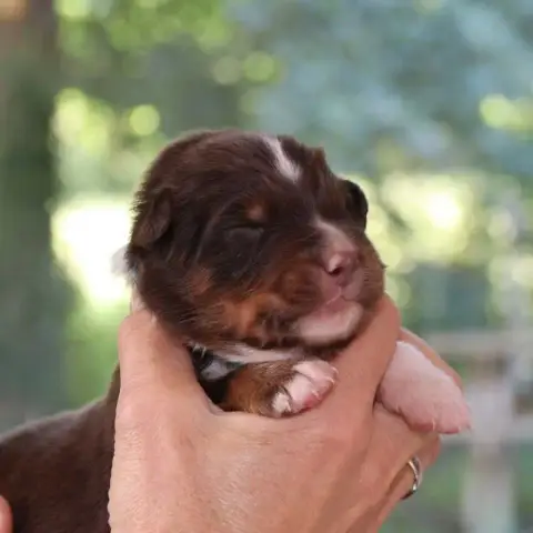 Berger Australien  Chiot 4 Des Bergers De La Tribu De 4eb61