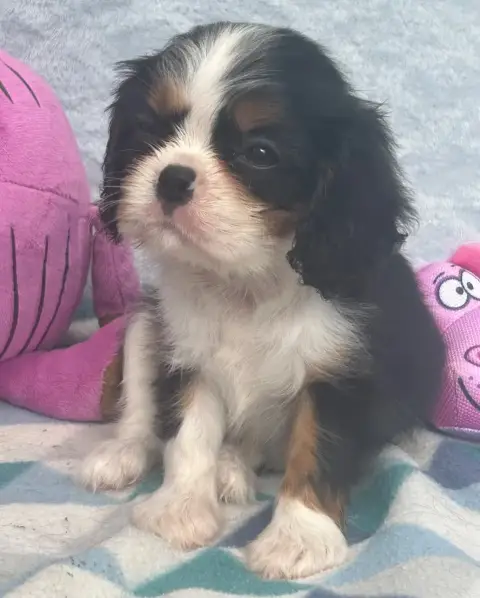 Cavalier King Charles Spaniel  Chiot N°5 D'Ysatis