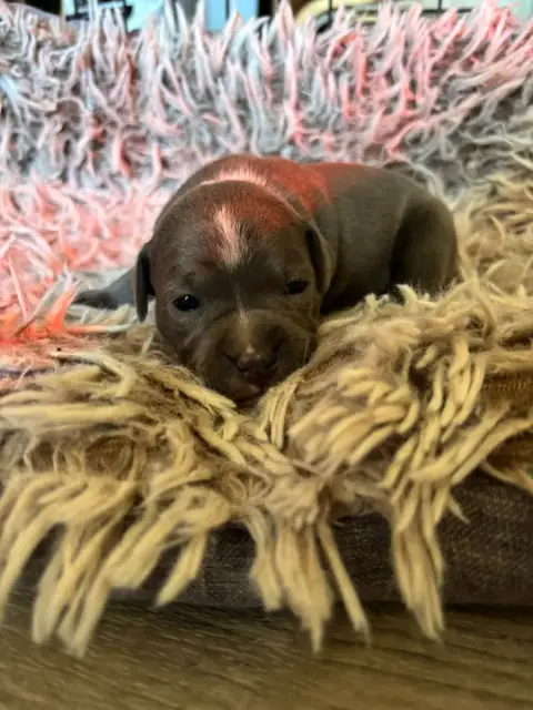 Staffordshire Bull Terrier  Bella Du Pirasset