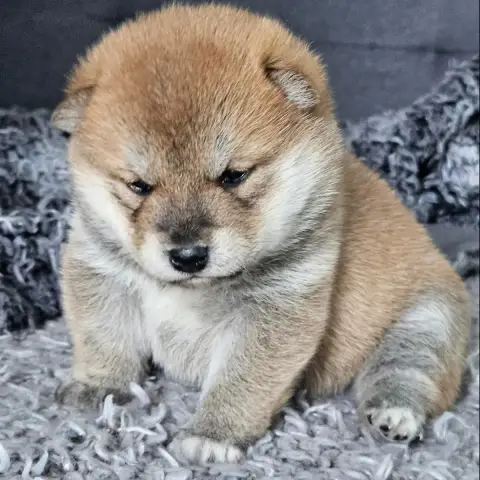 Shiba  Bella De British And Us photo 2