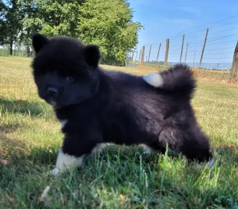 Akita Americain  Bikia Des Marais De Courmont photo 3