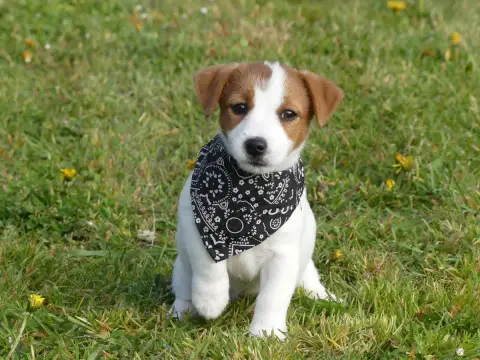 Jack Russell Terrier  Prénom Libre Des Terres Des For b4844