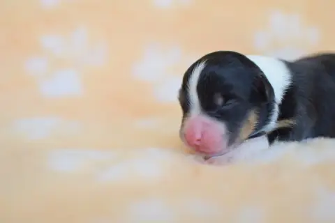Berger Australien  Chiot 4 Roz Liammet