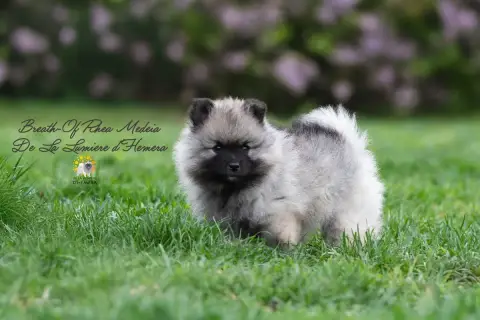 Spitz Allemand  Breath- photo 3