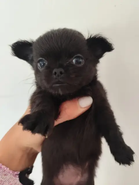 Chihuahua  Baila