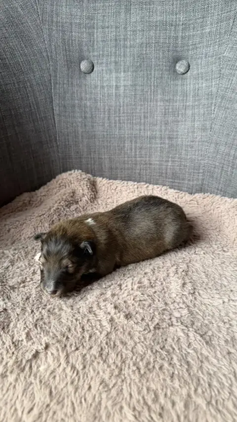 Shetland Sheepdog  Chiot 1 Du Banc Des Hermelles