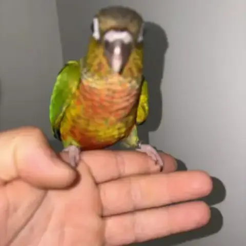 Conure Eam