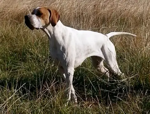 Pointer  Chiot 4 Du Bois Joalland photo 3