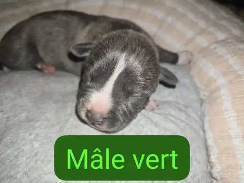 American Staffordshire Terrier  B... Du Royaume De Tc a7518