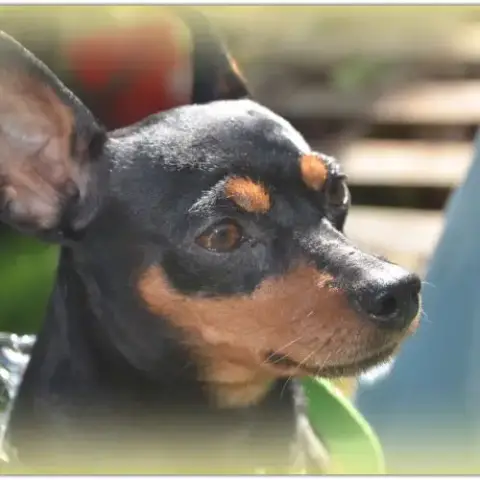 Adorable Petite Pinscher Recherche Sa Famille