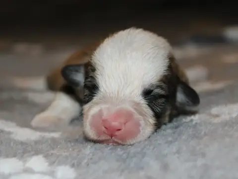 Welsh Corgi Pembroke  Chiot N°2 Du Clos D'Arlequin