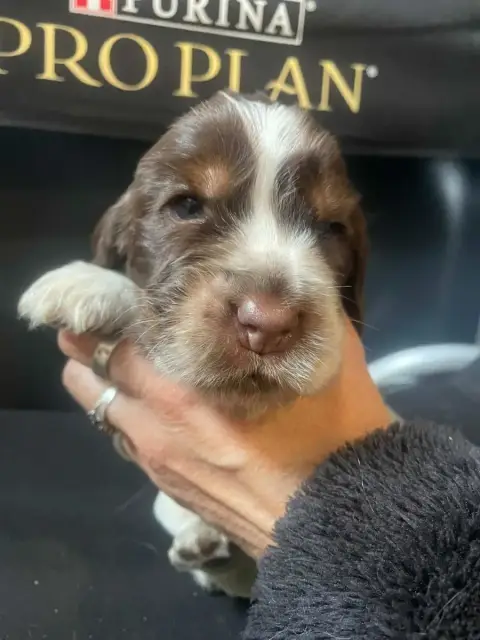 Cocker Spaniel Anglais  Chiot N°1 Des Joyaux Du Petit 594aa