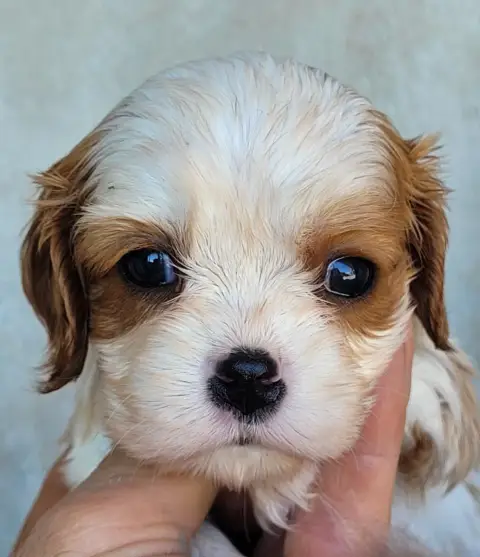 Cavalier King Charles Spaniel  Chiot N°3 Du Domaine D 790d8