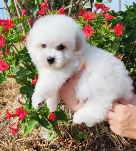 Coton De Tulear 
                        Briséis Anal 1e277 photo 2