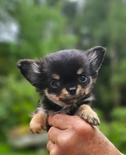 Chihuahua  B2 Of Little By Little