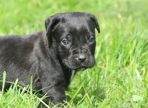 Cane Corso  Chiot N°1